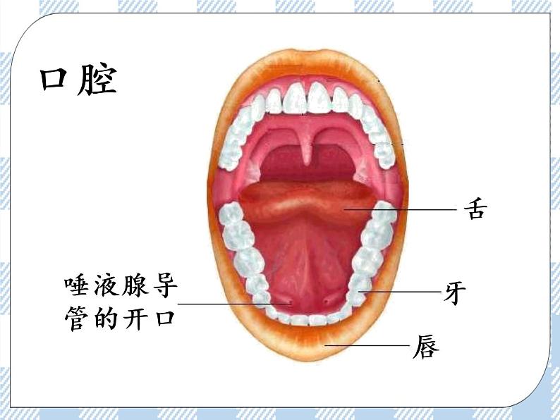 4.9.2人体的消化与吸收 课件+视频+练习06