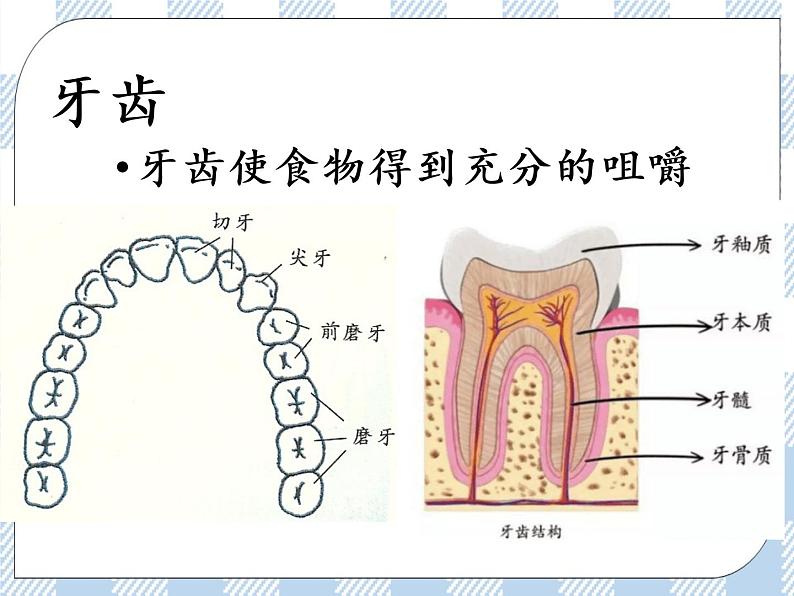 4.9.2人体的消化与吸收 课件+视频+练习07