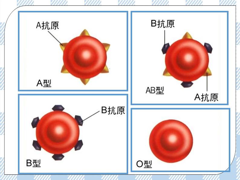 4.10.1血液和血型 第2课时 课件+练习+视频05