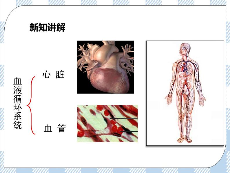 4.10.2人体内的血液循环第1课时 课件+视频+练习04