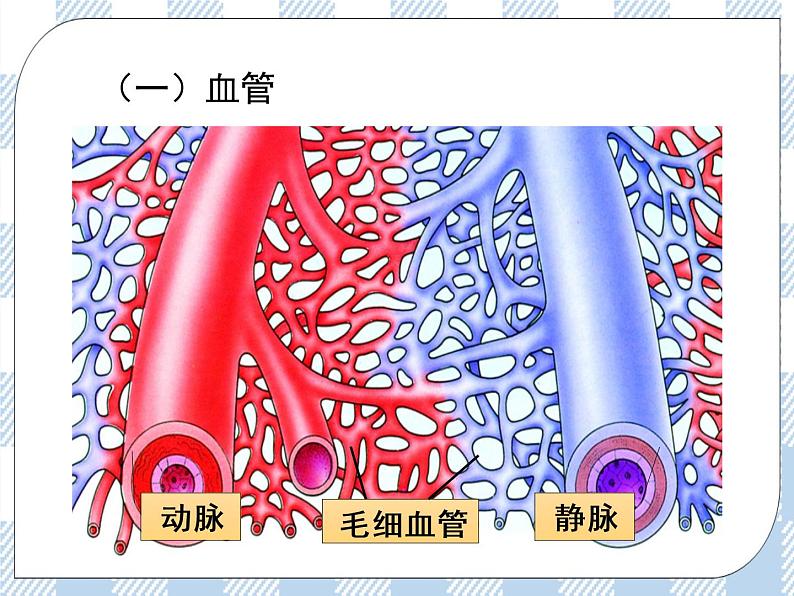 4.10.2人体内的血液循环第1课时 课件+视频+练习06