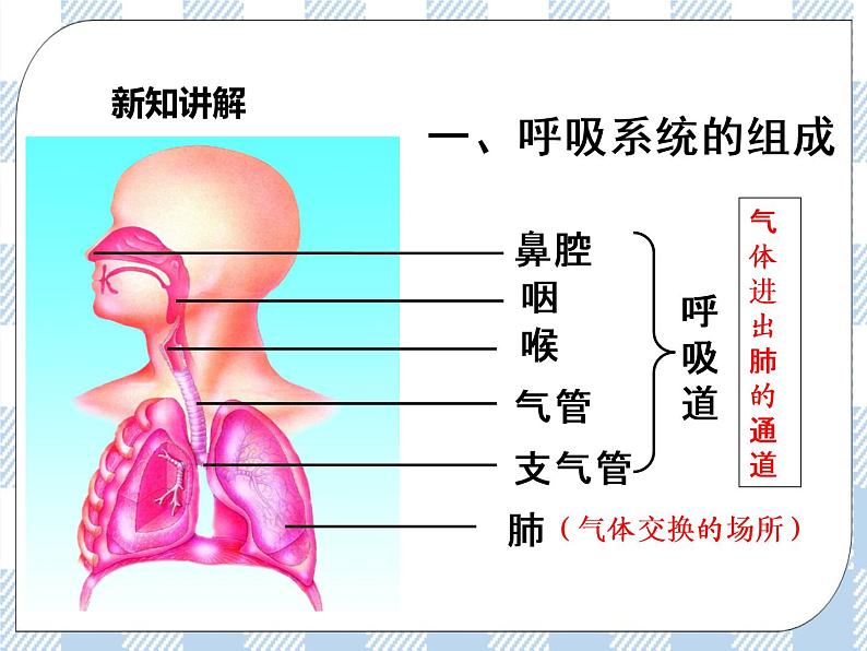 4.10.3人体和外界环境的气体交换 课件+练习+视频04