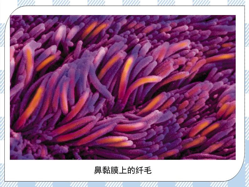 4.10.3人体和外界环境的气体交换 课件+练习+视频07