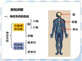 4.12.2人体的神经调节第1课时 课件+视频+练习