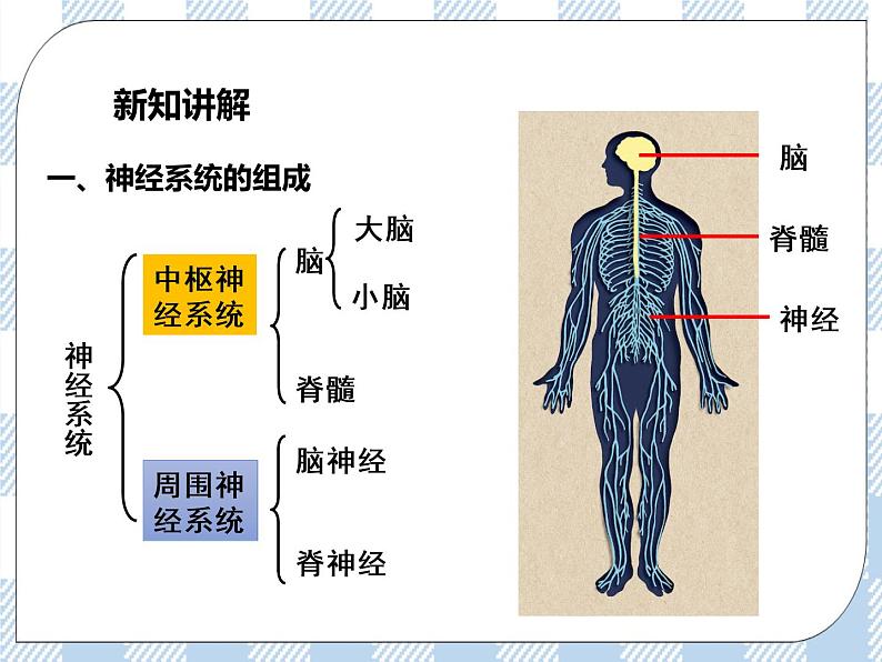 4.12.2人体的神经调节第1课时 课件+视频+练习04