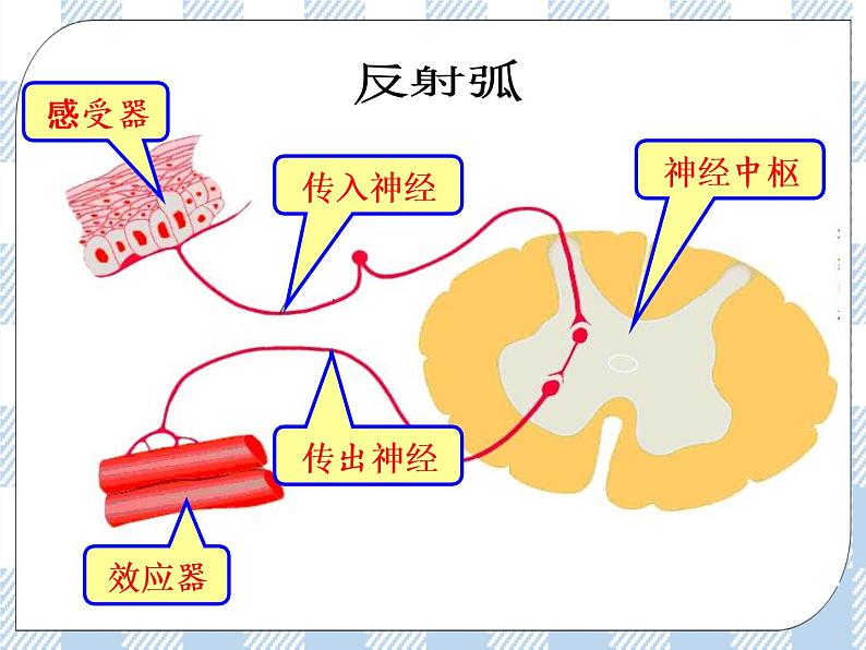 4.12.2人体的神经调节第2课时 课件+视频+练习07