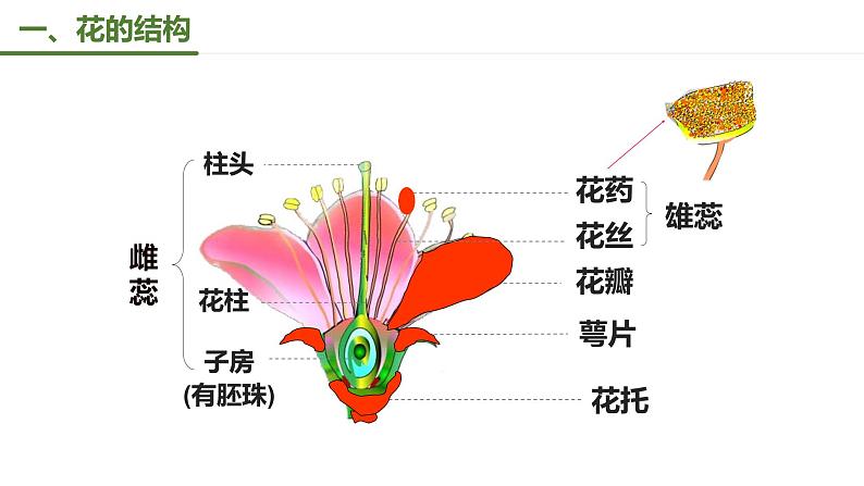 第一节  植物的生殖课件PPT02