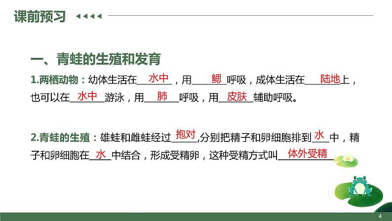 第三节  两栖动物的生殖和发育课件PPT04