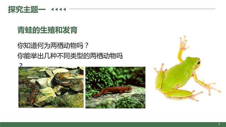 第三节  两栖动物的生殖和发育课件PPT07