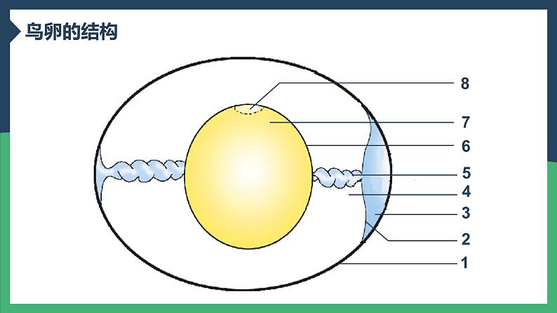 第四节  鸟的生殖和发育课件PPT第8页