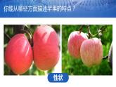 第一节 基因控制生物的性状课件PPT