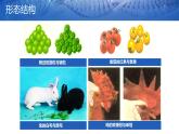 第一节 基因控制生物的性状课件PPT