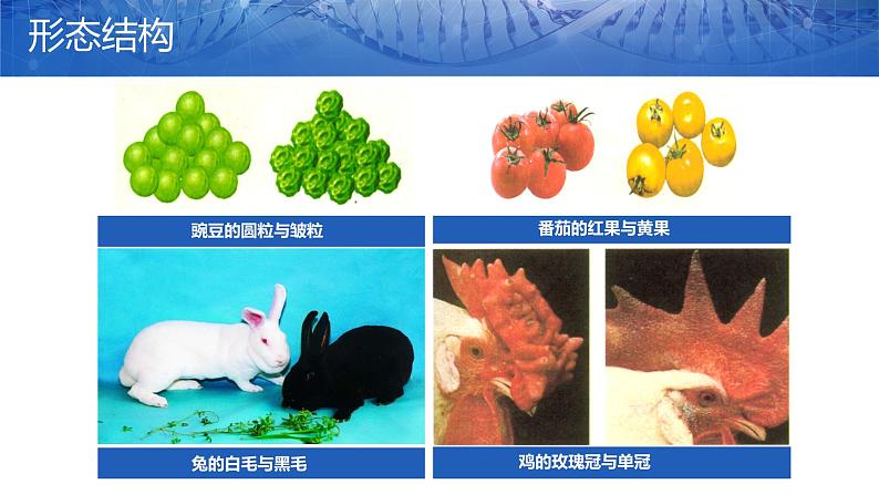 第一节 基因控制生物的性状课件PPT第4页