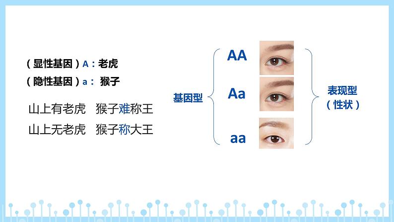 第三节 基因的显性和隐性课件PPT第7页