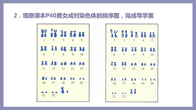 第四节 人的性别遗传课件PPT07