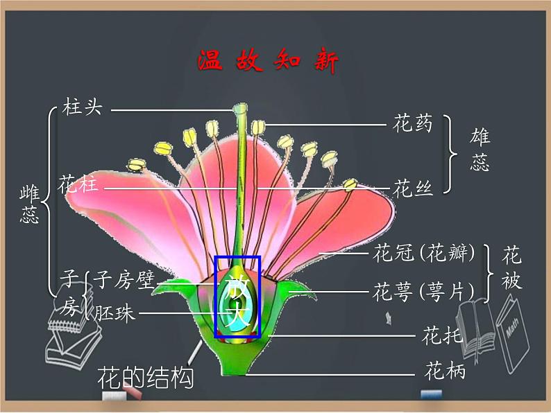 21.2植物的有性生殖 课件04