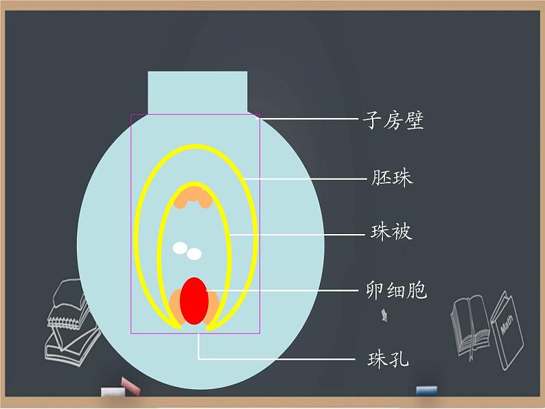 21.2植物的有性生殖 课件05