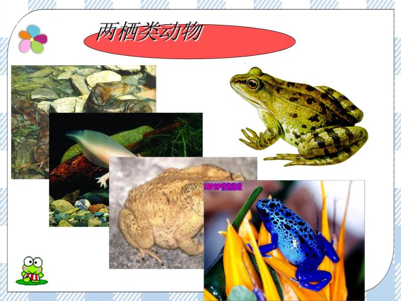 初中生物苏教版八年级下册第四节 两栖类的生殖与发育试讲课课件ppt-教习网|课件下载