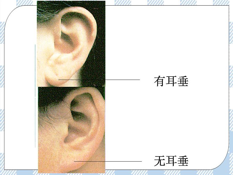 22.2人的性状和遗传 课件05