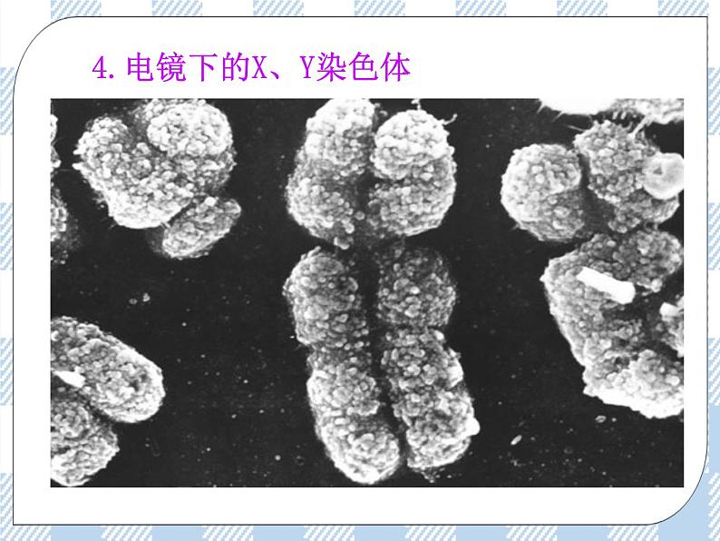 22.3人的性别决定 课件08