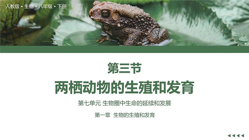 7.1两栖动物的生殖和发育【高效备课】2022-2023学年八年级生物下册同步备课优质课件（人教版）02