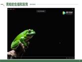 7.1两栖动物的生殖和发育【高效备课】2022-2023学年八年级生物下册同步备课优质课件（人教版）