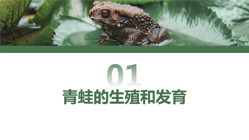 7.1两栖动物的生殖和发育【高效备课】2022-2023学年八年级生物下册同步备课优质课件（人教版）05