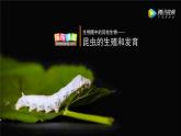 7.1昆虫的生殖和发育-【高效备课】2022-2023学年八年级生物下册同步备课优质课件（人教版）