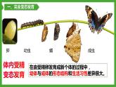 7.1昆虫的生殖和发育-【高效备课】2022-2023学年八年级生物下册同步备课优质课件（人教版）