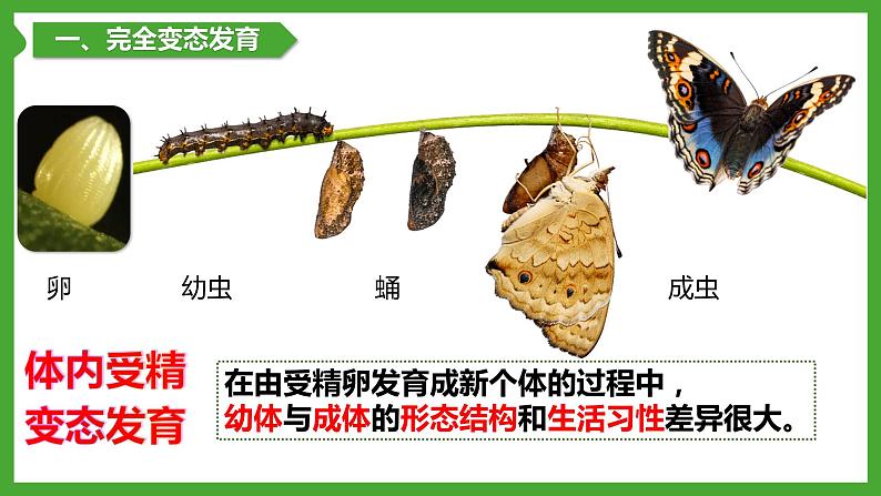 7.1昆虫的生殖和发育-【高效备课】2022-2023学年八年级生物下册同步备课优质课件（人教版）05