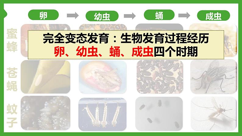 7.1昆虫的生殖和发育-【高效备课】2022-2023学年八年级生物下册同步备课优质课件（人教版）07