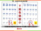 7.2人的性别遗传-【高效备课】2022-2023学年八年级生物下册同步备课优质课件（人教版）