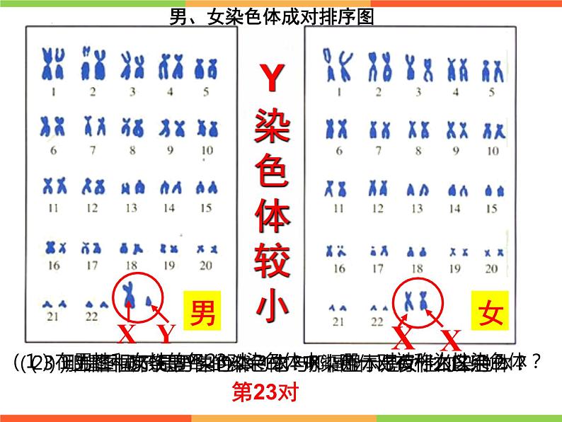 7.2人的性别遗传-【高效备课】2022-2023学年八年级生物下册同步备课优质课件（人教版）04