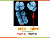 7.2人的性别遗传-【高效备课】2022-2023学年八年级生物下册同步备课优质课件（人教版）