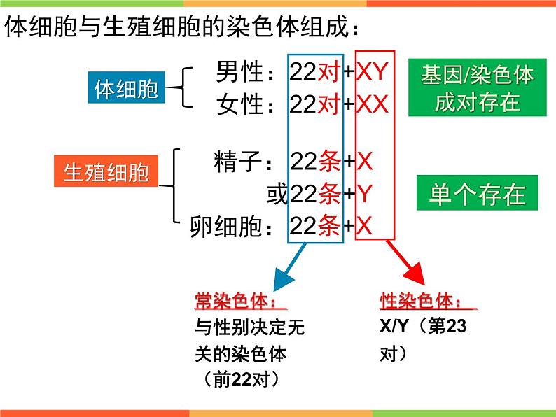 7.2人的性别遗传-【高效备课】2022-2023学年八年级生物下册同步备课优质课件（人教版）06