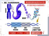 7.2基因在亲子代间的传递-【高效备课】2022-2023学年八年级生物下册同步备课优质课件（人教版）