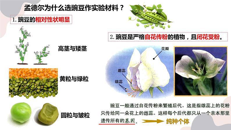 7.2基因的显性和隐性-【高效备课】2022-2023学年八年级生物下册同步备课优质课件（人教版）05