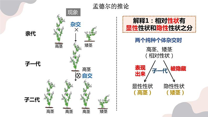 7.2基因的显性和隐性-【高效备课】2022-2023学年八年级生物下册同步备课优质课件（人教版）07