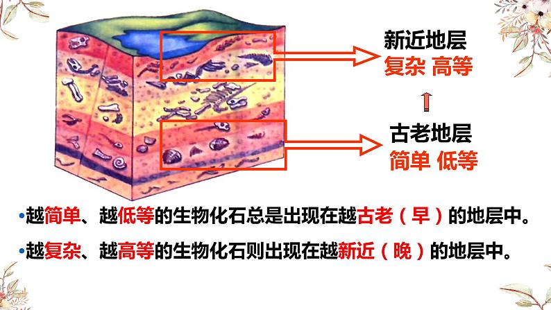 7.3生物进化的历程-【高效备课】2022-2023学年八年级生物下册同步备课优质课件（人教版）07