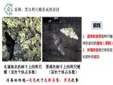 7.3生物进化的原因-【高效备课】2022-2023学年八年级生物下册同步备课优质课件（人教版）