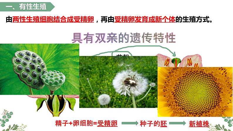 第一章第一节 植物的生殖-【高效备课】2022-2023学年八年级生物下册同步备课优质课件（人教版）03