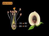 第一章第一节 植物的生殖-【高效备课】2022-2023学年八年级生物下册同步备课优质课件（人教版）