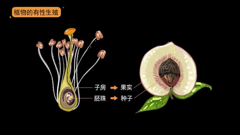 第一章第一节 植物的生殖-【高效备课】2022-2023学年八年级生物下册同步备课优质课件（人教版）04