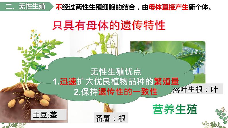 第一章第一节 植物的生殖-【高效备课】2022-2023学年八年级生物下册同步备课优质课件（人教版）06