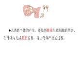 人教版生物七年级下册《人的生殖》课件