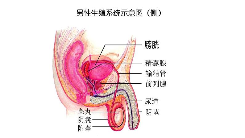 人教版生物七年级下册《人的生殖》课件05