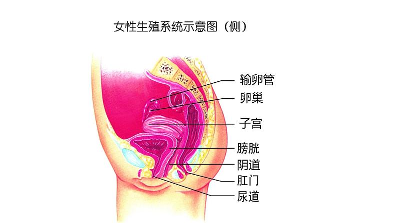 人教版生物七年级下册《人的生殖》课件07