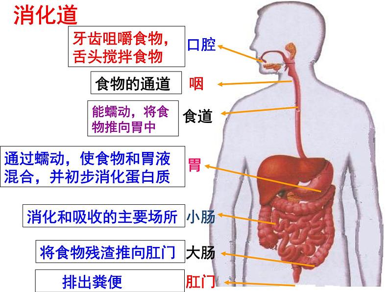 人教版生物第二章第二节《消化和吸收》课件07