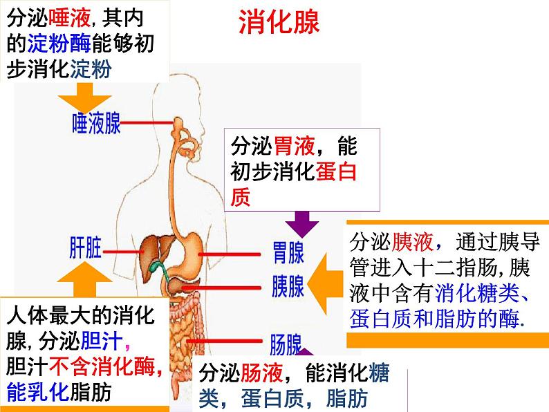 人教版生物第二章第二节《消化和吸收》课件08