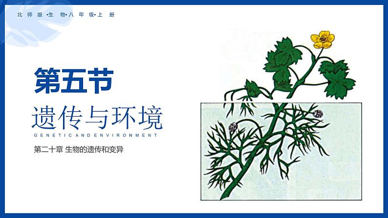 第20章第5节遗传与环境课件2022--2023学年北师大版生物八年级上册02